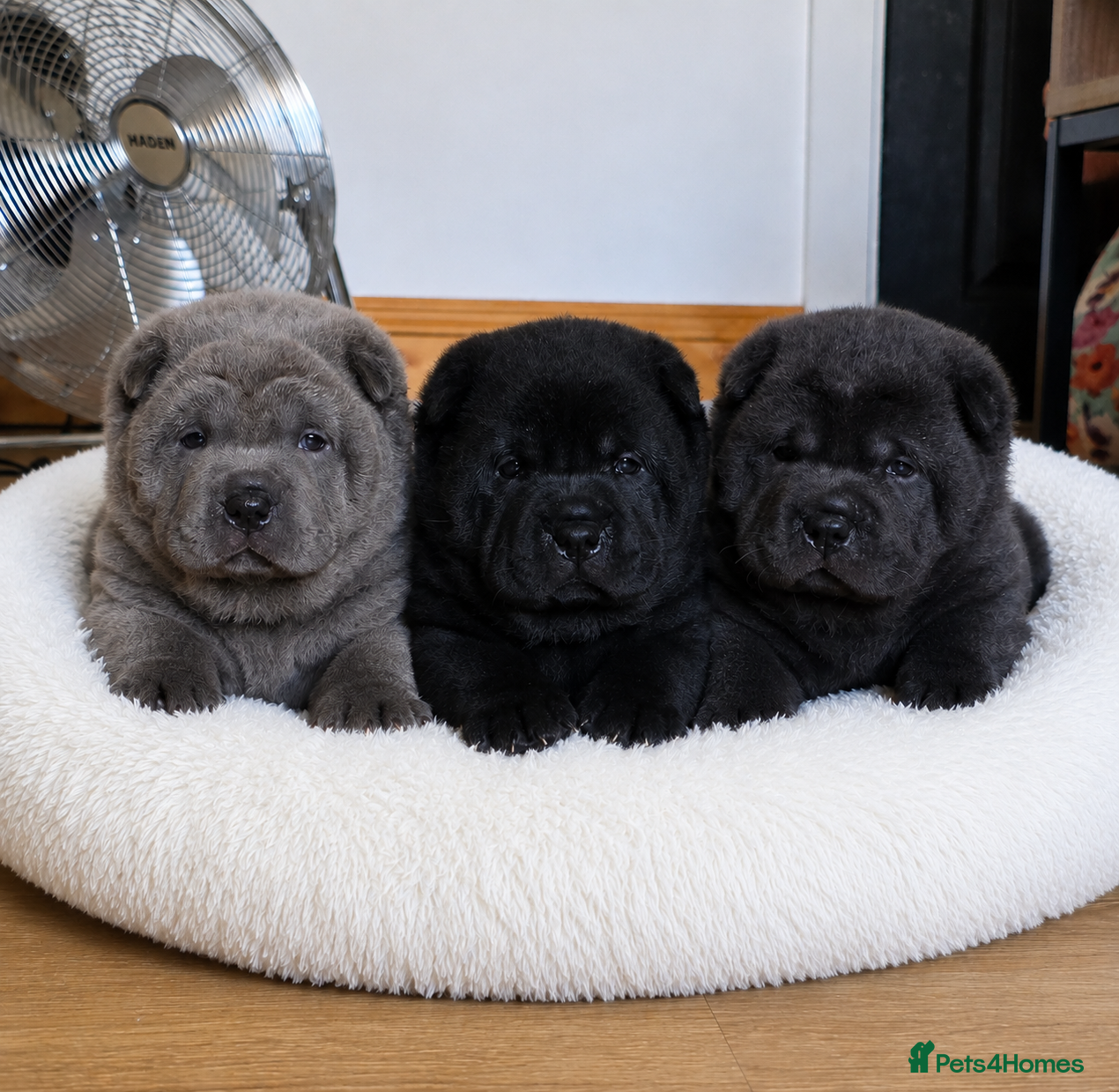 Mixed Breed dogs ChowPei Pups - Advert 2