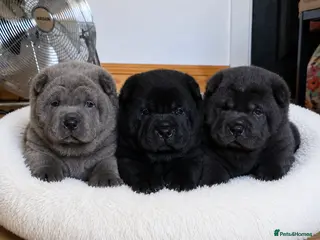 Mixed Breed dogs ChowPei Pups - Advert 2