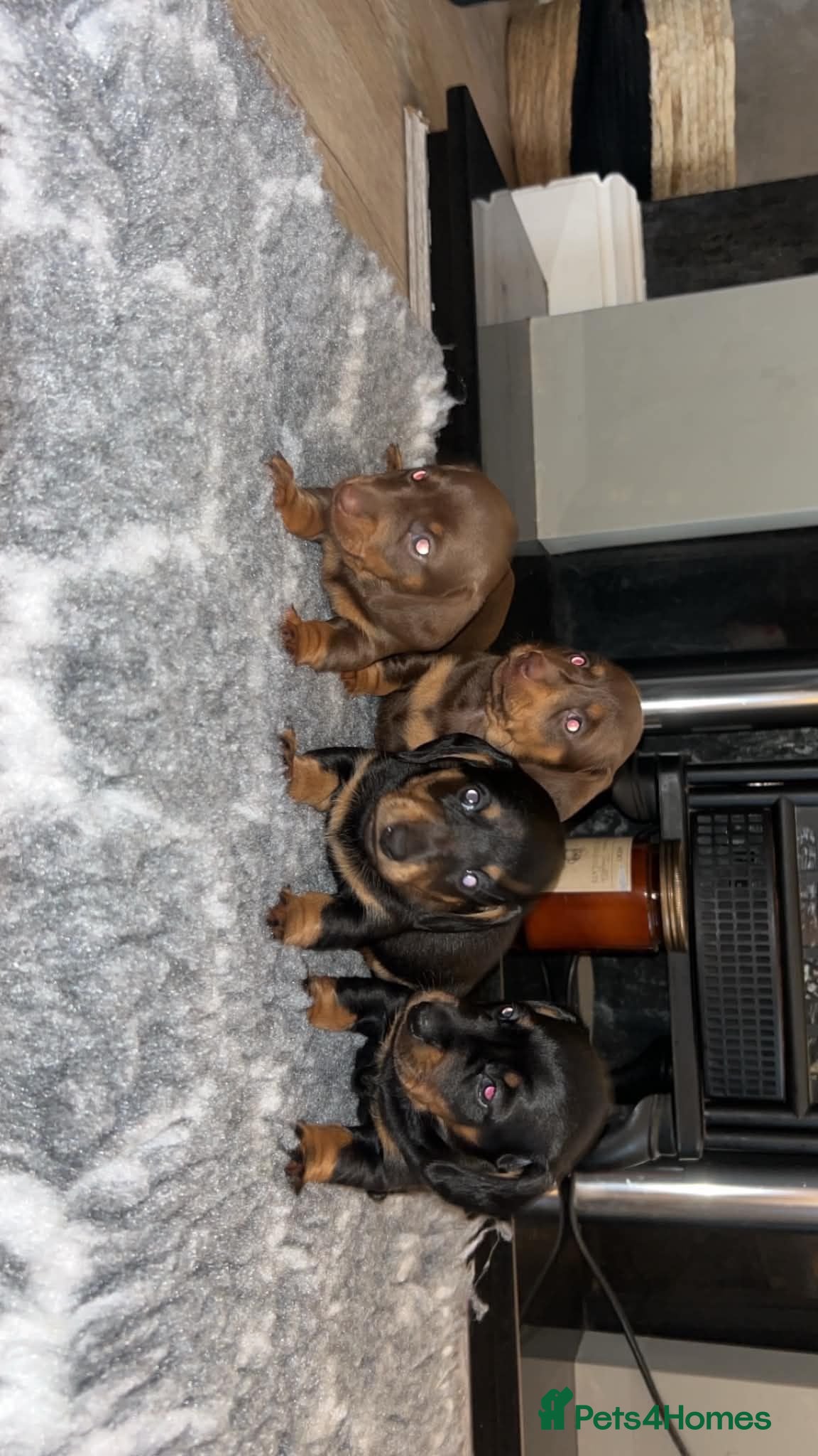 Miniature Dachshund dogs 4 beautiful miniature dachshunds - Advert 3