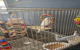 Budgerigars birds for sale: Wonderful white budgie with cage  - Image 4