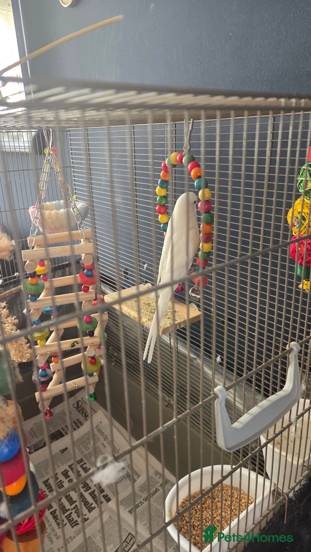 Budgerigars birds for sale: Wonderful white budgie with cage  - Image 4