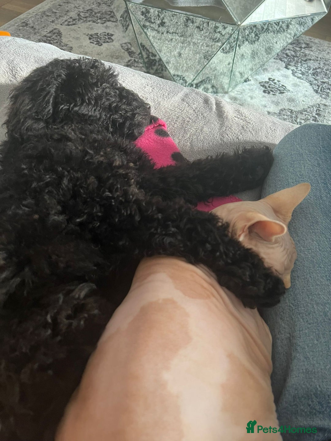 Miniature Poodle dogs for sale: Majestic trusted companies secure yours today  - Image 6