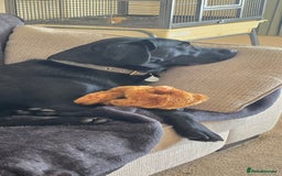 Labrador Retriever dogs for sale: Part trained labrador assistance dog - Advert 3