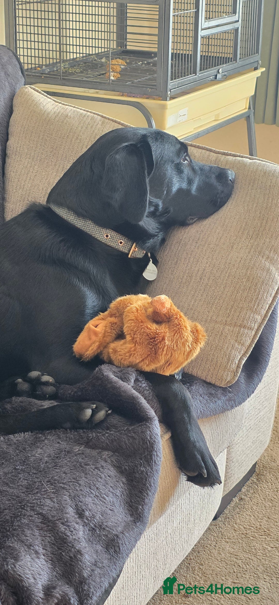 Labrador Retriever dogs for sale: Part trained labrador assistance dog - Advert 3