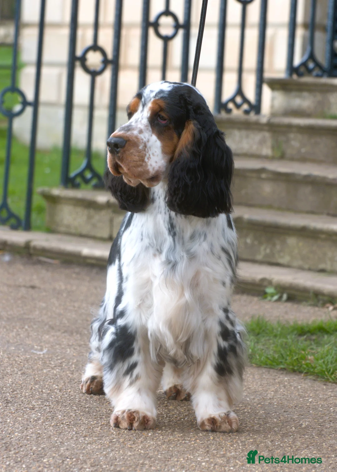 Cocker Spaniel dogs for stud: Show Cocker, Blue Roan and Tan (Stud Service Only) in Doncaster - Advert 6