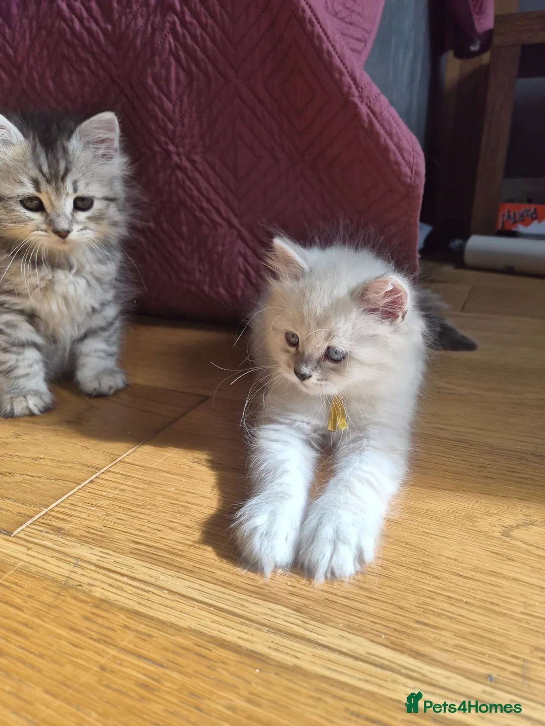 Siberian cats for sale: 1 Stunning Siberian boy ( registered) - Advert 2