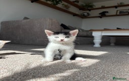 Domestic Shorthair cats for sale: 5 kittens available  - Image 8