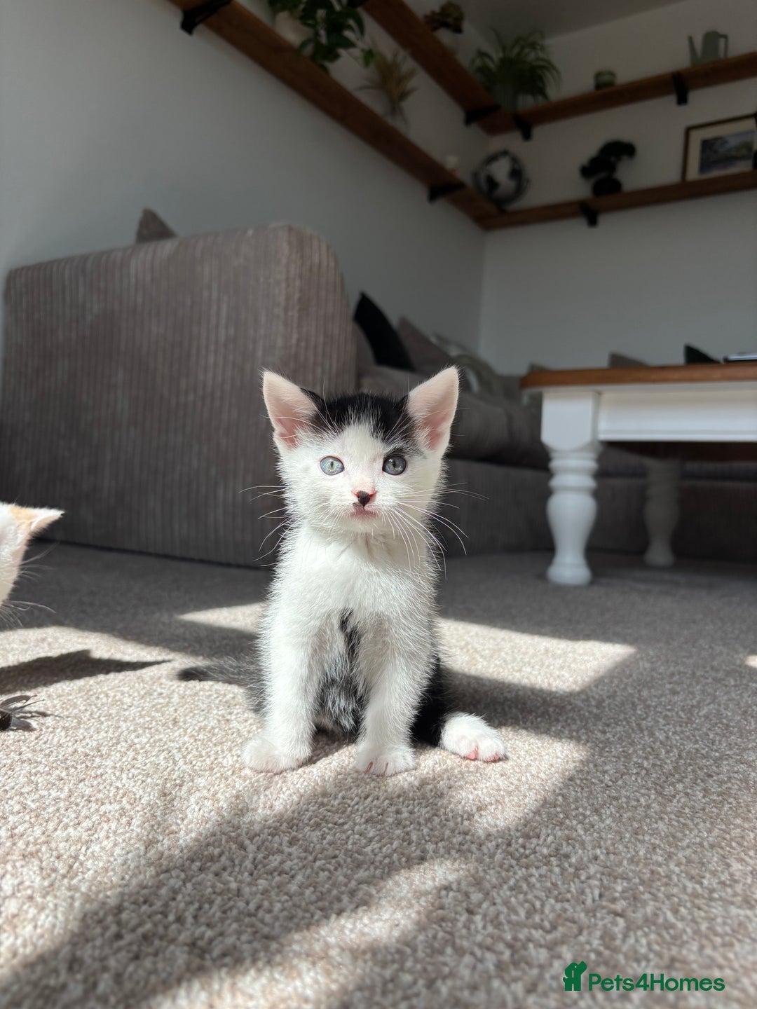Domestic Shorthair cats for sale: 5 kittens available  - Image 8