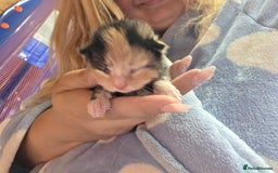 British Shorthair cats for sale: 4 kittens - Image 3