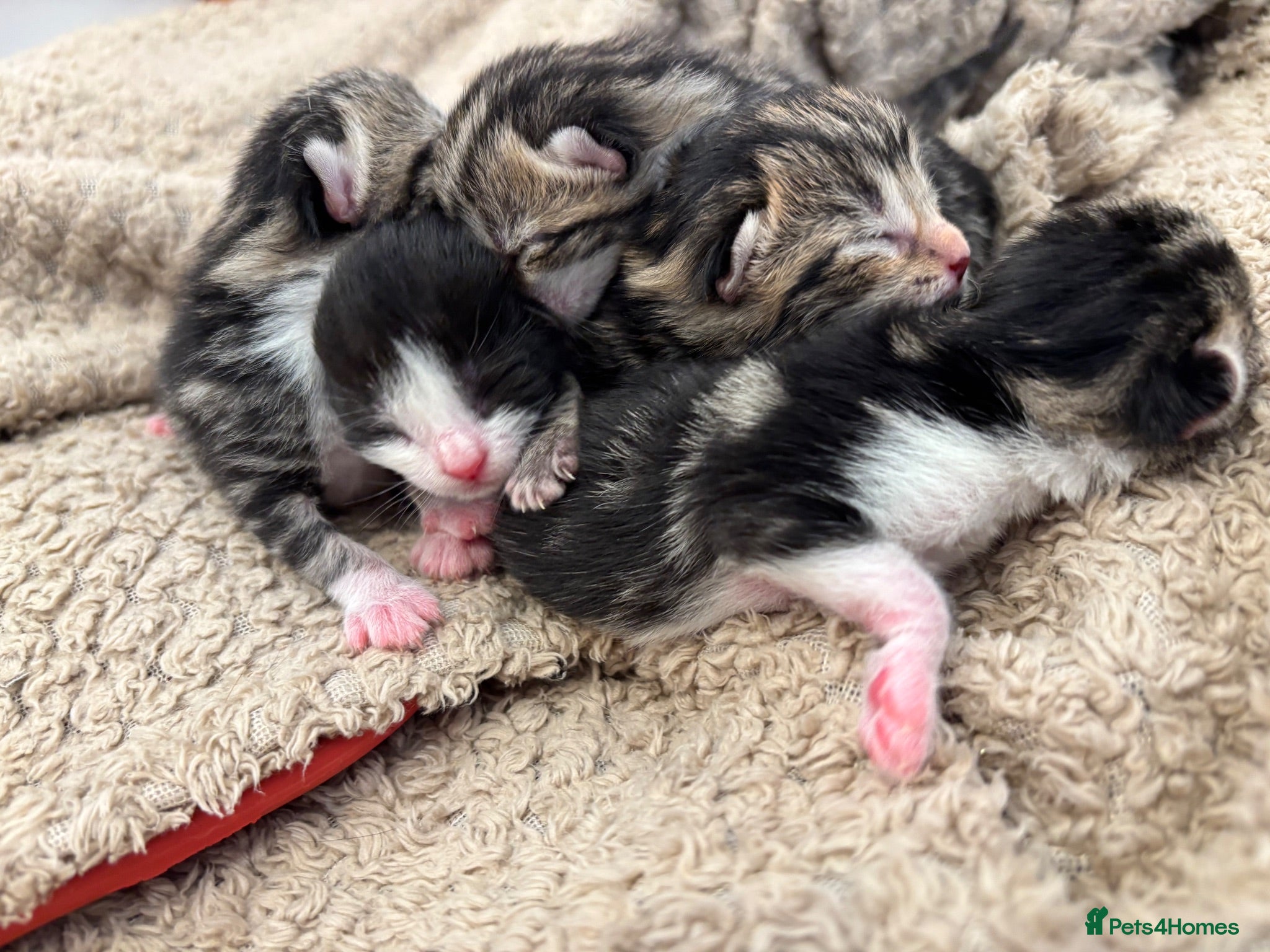 Mixed Breed cats 5 BEAUTIFUL KITTENS LOOKING FOR THEIR FOREVERHOMES - Advert 1