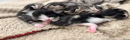 Mixed Breed cats for sale: 5 BEAUTIFUL KITTENS LOOKING FOR THEIR FOREVERHOMES in Worcester - Advert 1
