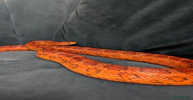 Corn Snake reptiles - Advert 14