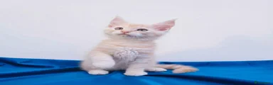 Maine Coon 3