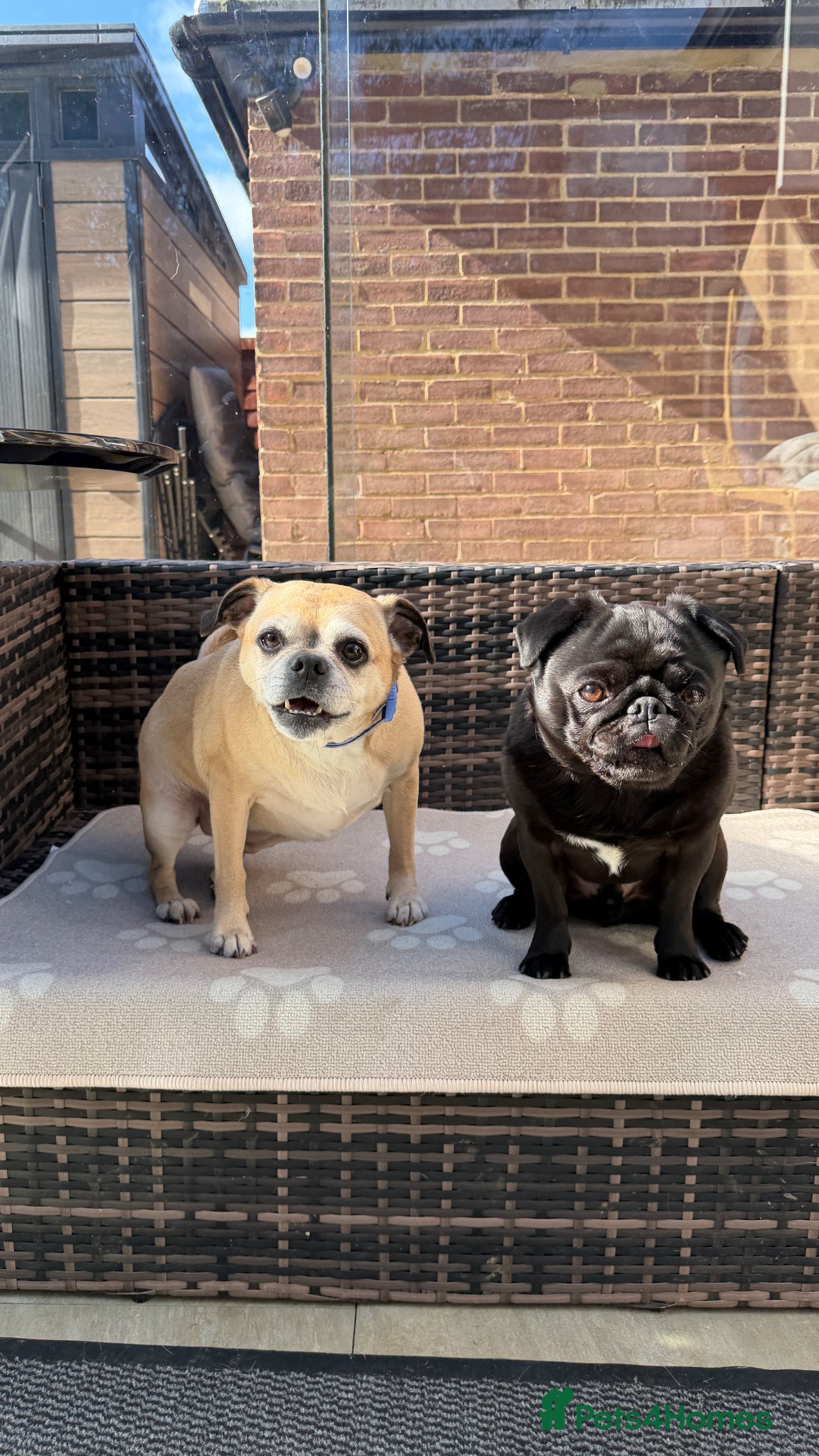 Pug dogs Adorable Pug & Jug Duo! Must Stay Together 💛 - Advert 1