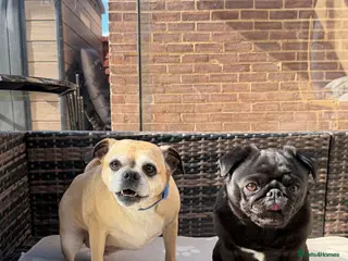 Pug dogs for adoption: Adorable Pug & Jug Duo! Must Stay Together 💛 - Advert 4
