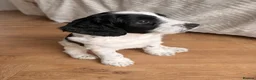 Mixed Breed dogs for sale: Sprockerpoo Puppies - Advert 30
