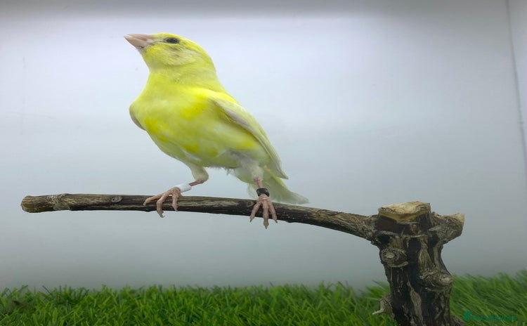 Canaries birds - Advert 8