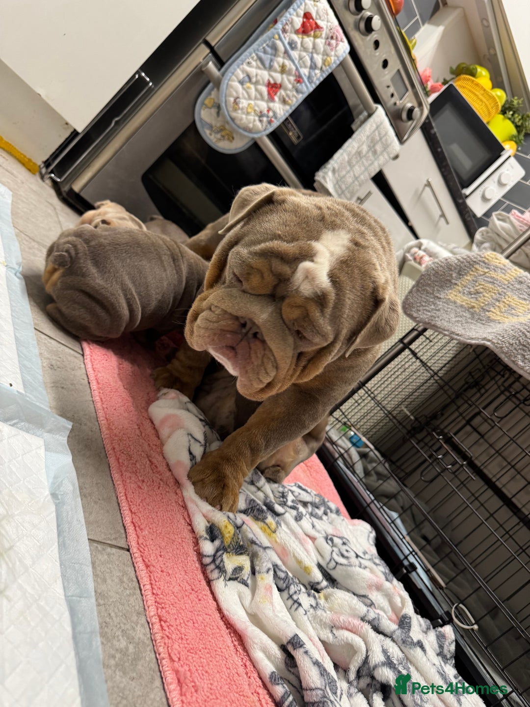 English Bulldog dogs for sale: Pistol Pete x nemisis male pup ‼️💣‼️🧬 - Image 6