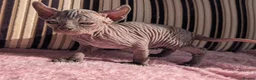 Sphynx cats for sale: Ready for reservation  - Advert 33