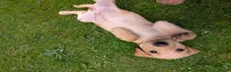 Labrador Retriever dogs for sale: Golden Yellow Lab pups in York - Advert 5