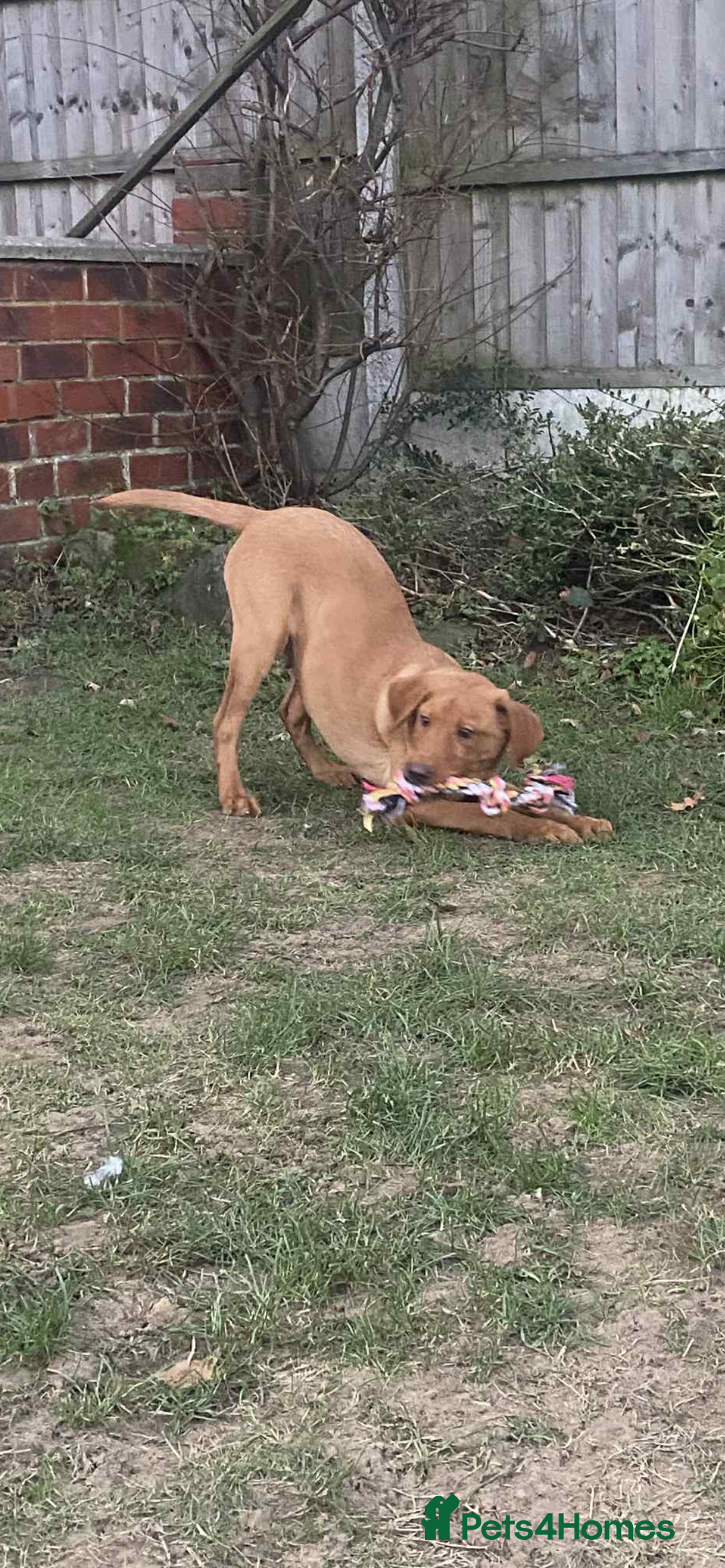 Labrador Retriever dogs for sale: Trained Labrador for sale  - Advert 3