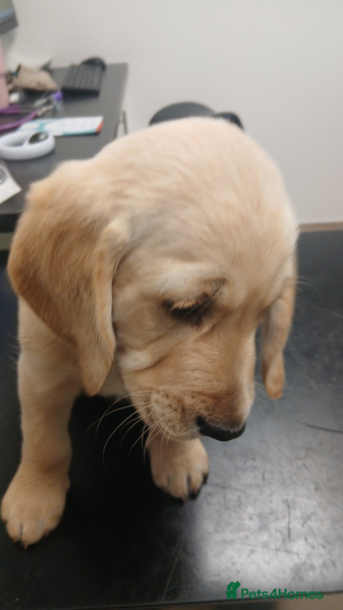 Mixed Breed dogs for sale: Ready Gorgeous Cockapoo x Gold Retriever x pups  - Advert 9