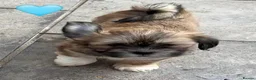 Lhasa Apso dogs for sale: Six Beautiful Puppies KC reg GPRA4 clear - Advert 3