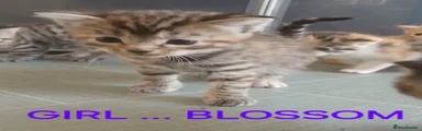 Blossom 