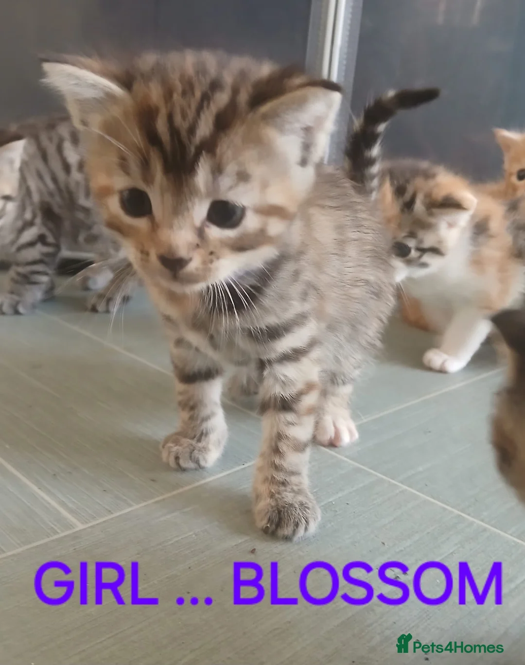 Mixed Breed cats for sale: 4 stunning kittens - Advert 10
