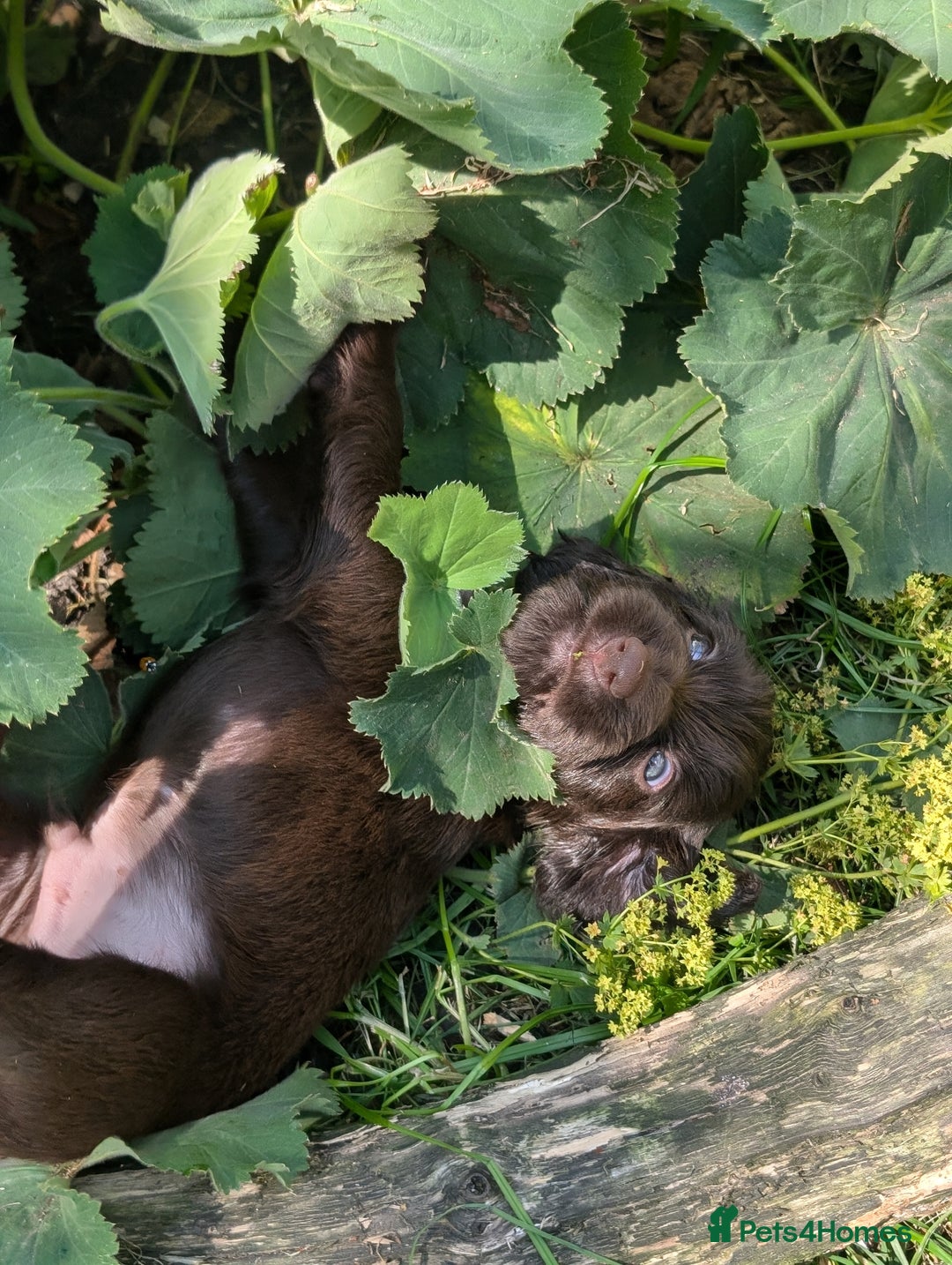 Field Spaniel dogs for sale: Rare and vulnerable Field Spaniel puppies LAST FEW - Image 14