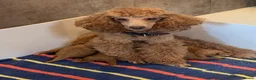 Toy Poodle dogs for sale: Beautiful toy poodles  - Advert 11