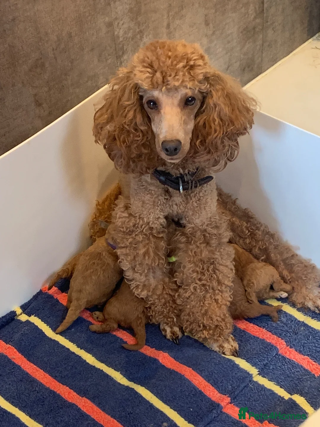 Toy Poodle dogs for sale: Beautiful toy poodles  - Advert 11