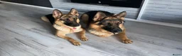 German Shepherd dogs for sale: ⭐️7 Beautiful German Shepherd Puppies⭐️ in Rugby - Advert 34