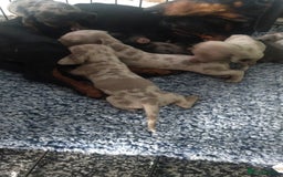 Miniature Dachshund dogs for sale: Miniature dachshund puppies - Image 2