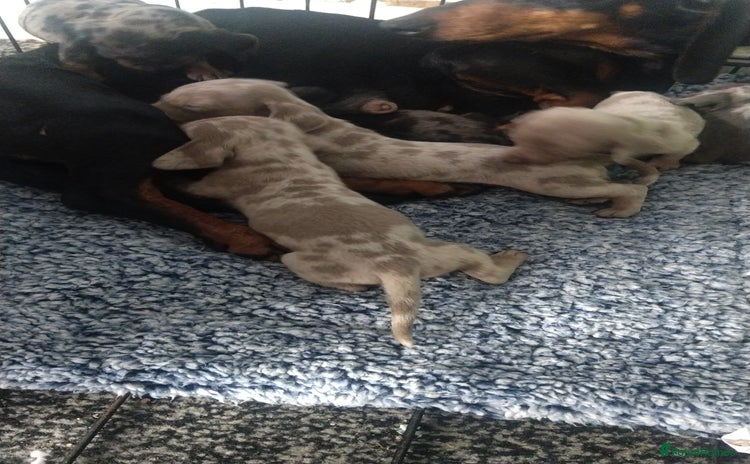 Miniature Dachshund dogs - Advert 9