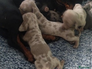 Miniature Dachshund dogs - Advert 22