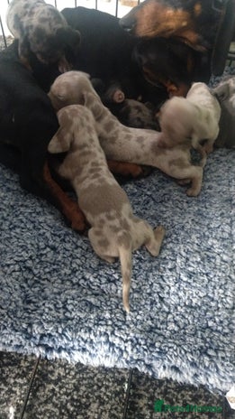 Miniature Dachshund dogs - Advert 2