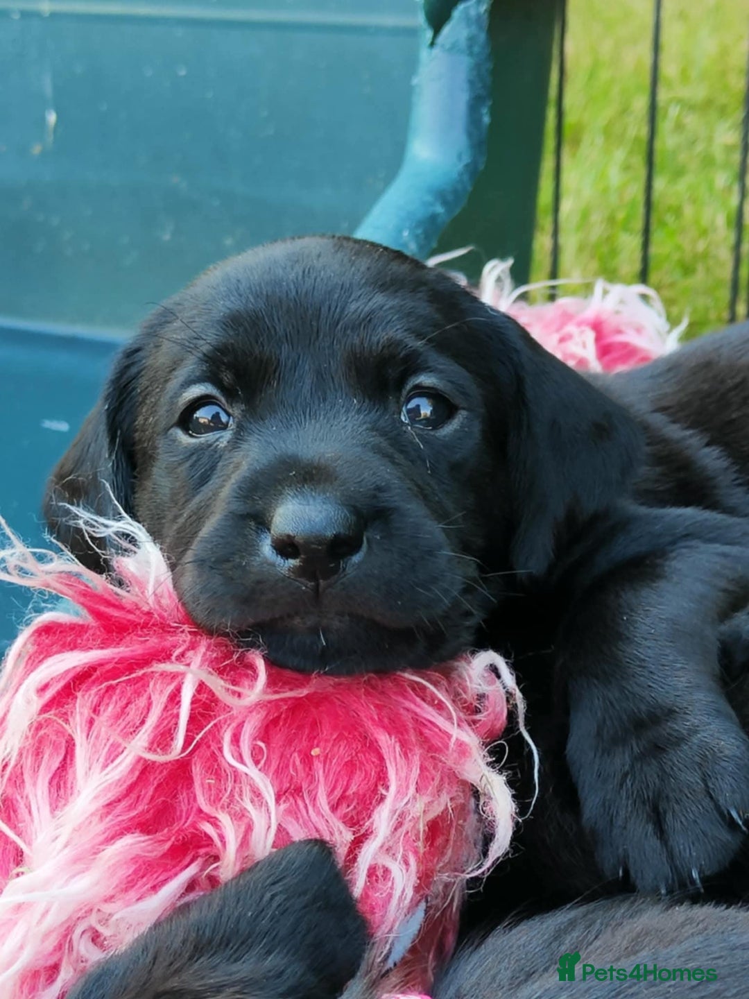 Labrador Retriever dogs for sale: Carefully & selectively bred, versatile pets, FTCH - Image 16