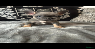 French Bulldog dogs - Advert 3
