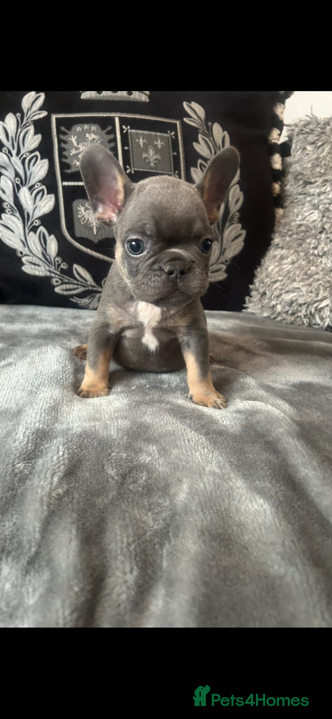 French Bulldog dogs for sale: French bulldog puppies solid blues lilac tans  - Image 2
