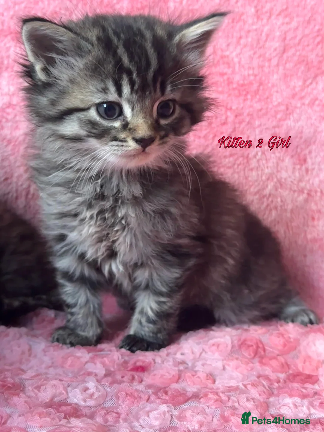 Maine Coon cats for sale: Maine coon cross Kittens❤️ - Advert 6