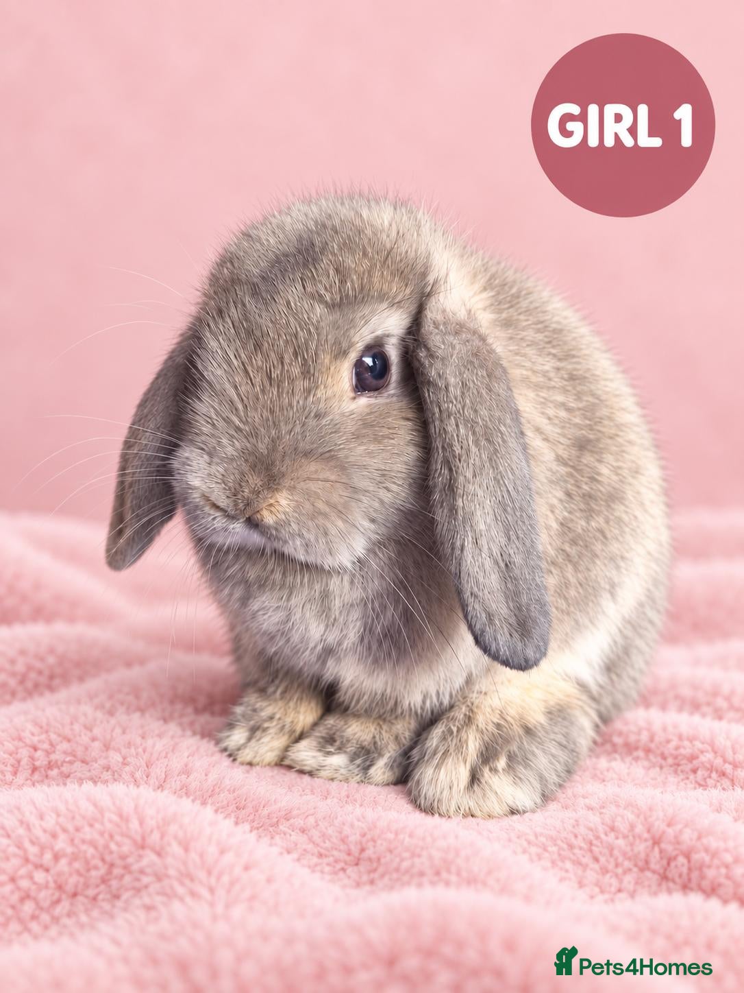 Mini Lop rabbits Stunning Pure Bred Mini Lops - Advert 1