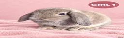 Mini Lop rabbits for sale: Stunning Pure Bred Mini Lops - Advert 1