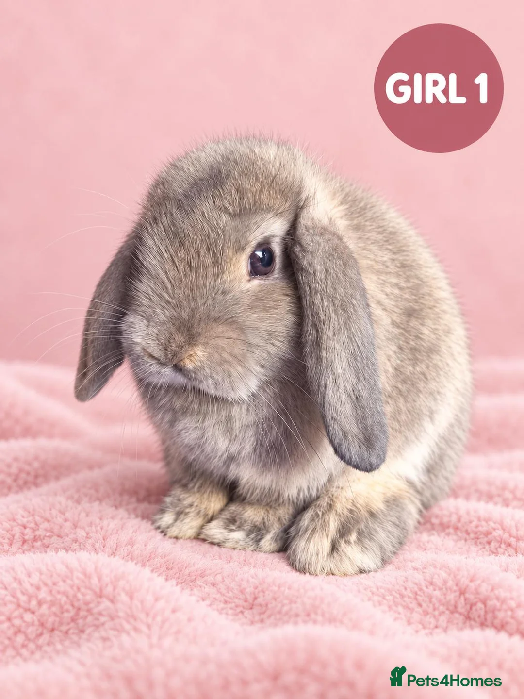 Mini Lop rabbits for sale: Stunning Pure Bred Mini Lops - Advert 1