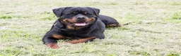 Rottweiler dogs for sale: TRADITIONAL GERMAN ROTTWEILER PUPPIES FOR SALE - Advert 4
