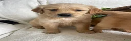 Golden Retriever dogs for sale: KC DNA TESTED GOLDEN RETRIEVERS - Advert 3