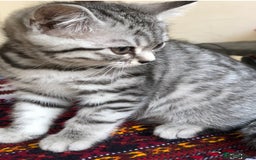 British Shorthair cats for sale: GCCF REGISTERED CHAMPION LINES SILVER SPOTTED BSH - Image 15