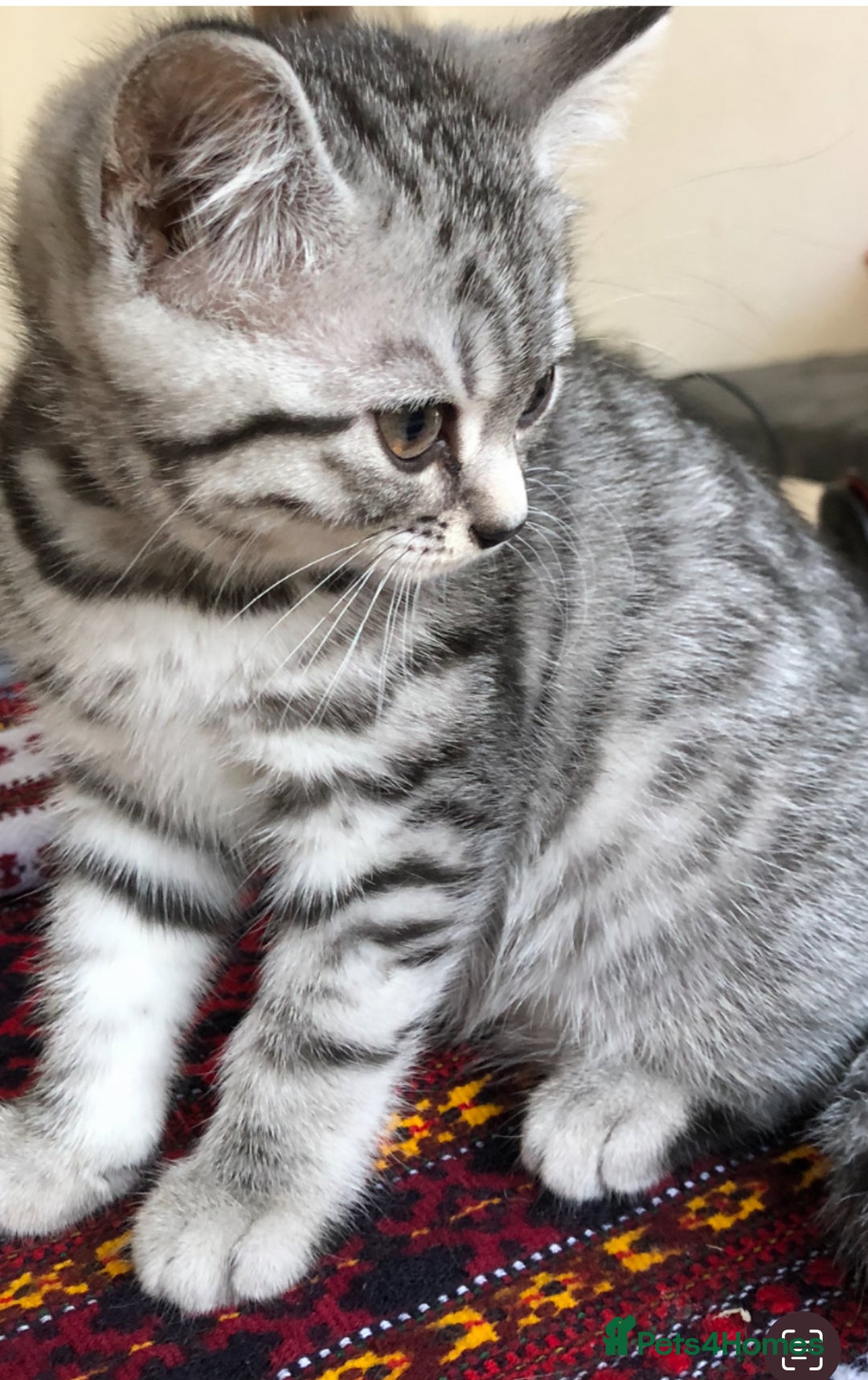 British Shorthair cats for sale: GCCF REGISTERED CHAMPION LINES SILVER SPOTTED BSH - Image 15