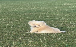 Mixed Breed dogs for sale: Shih Tzu-pomeranian - Image 10