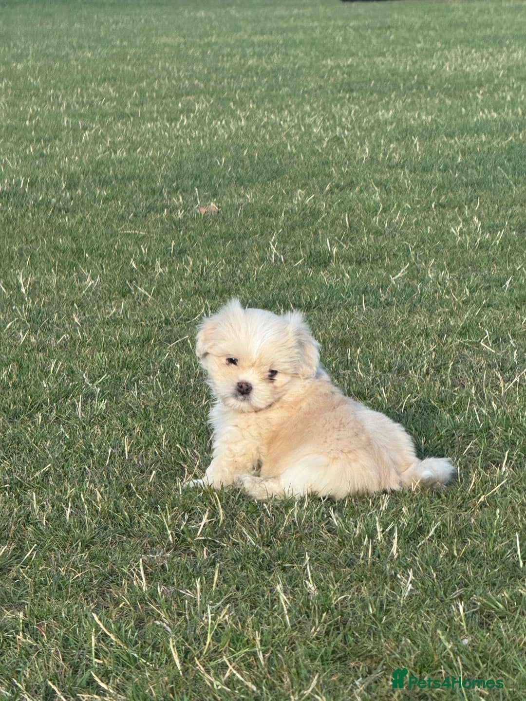 Mixed Breed dogs for sale: Shih Tzu-pomeranian - Image 10